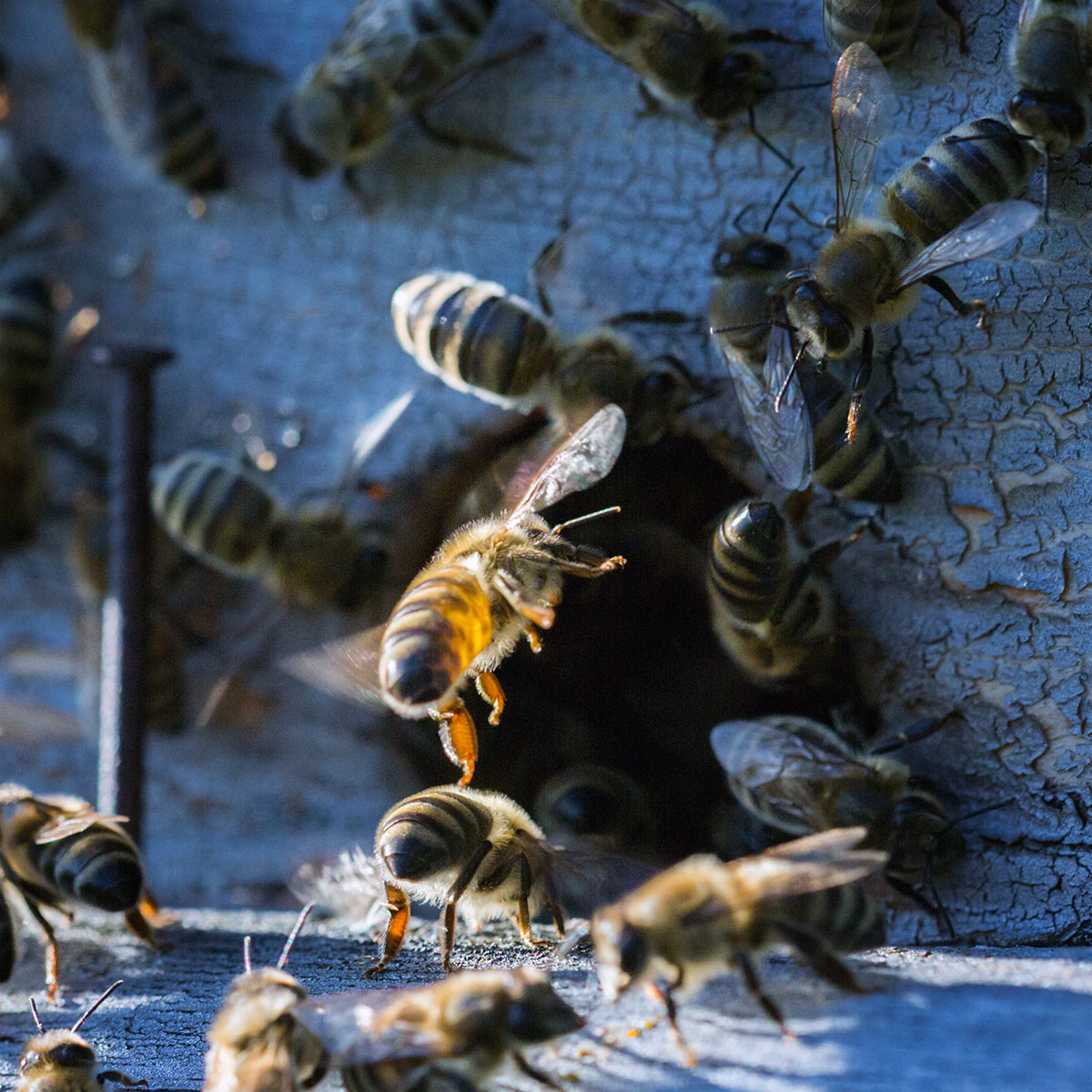 Суета у входа в улей