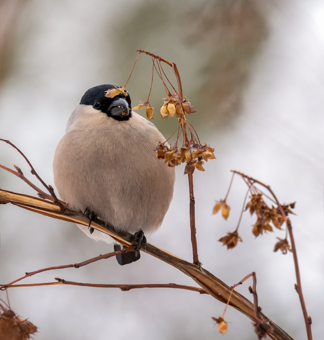 о чём-то о своём..