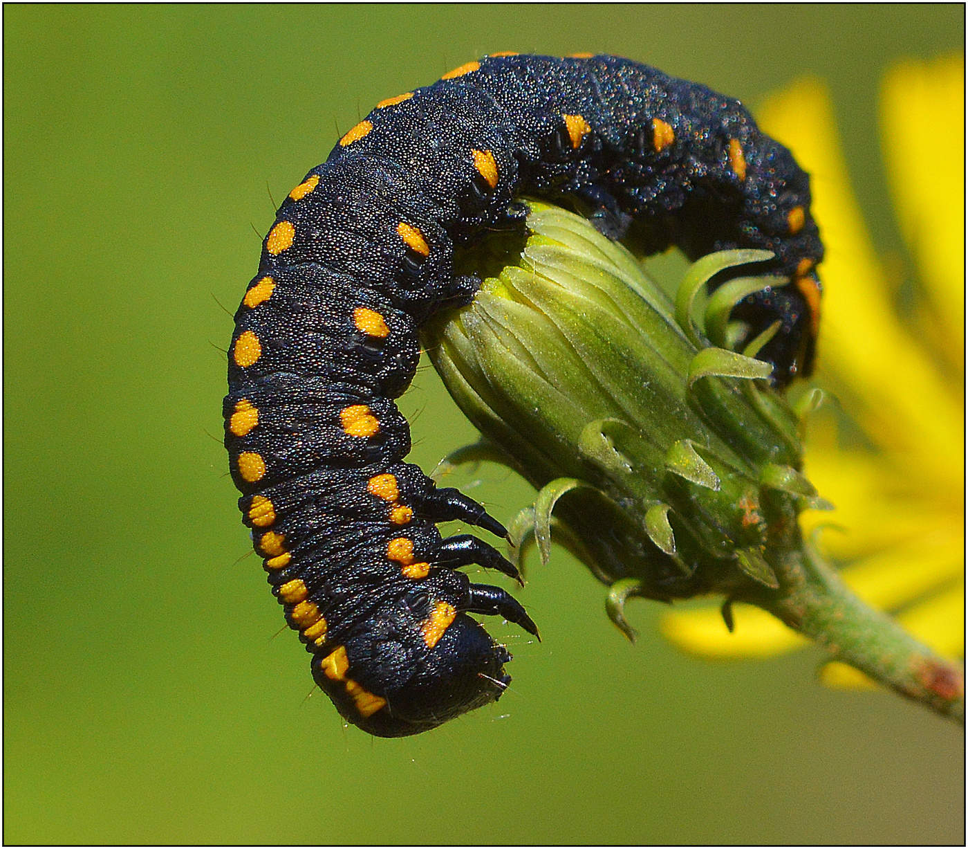 Боевая раскраска.