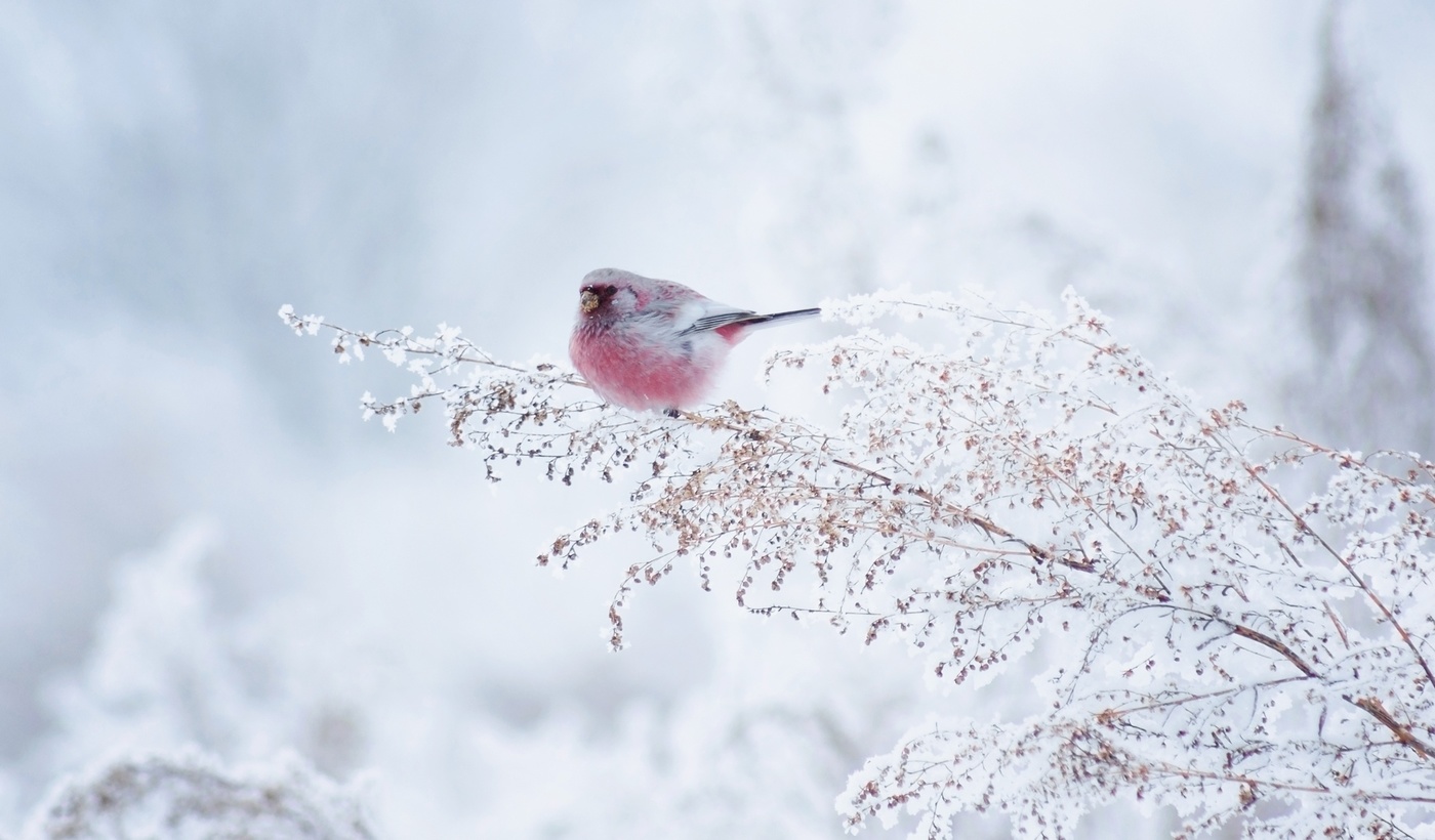 "Урагус — зимний цветок"