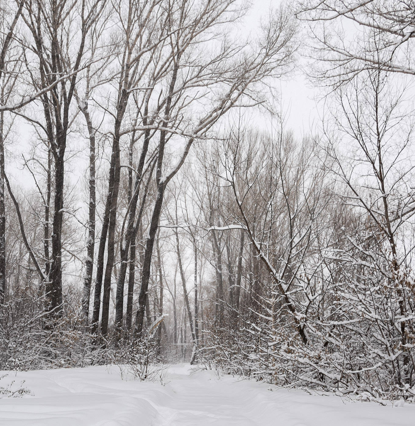 Графика зимнего леса