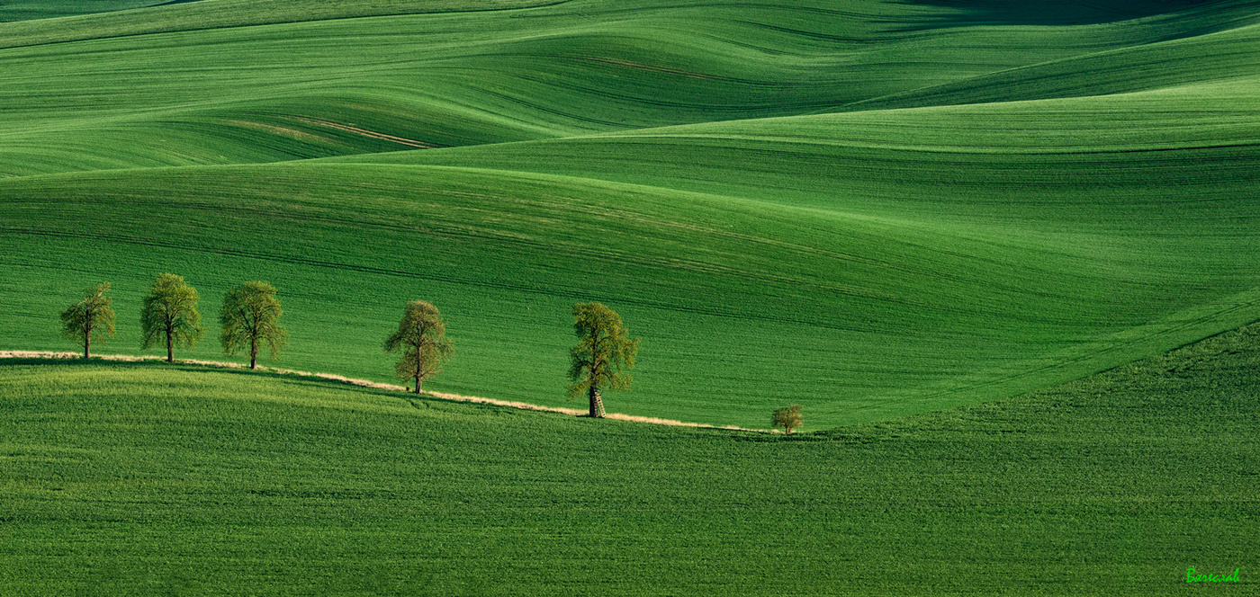 Моравский ковер