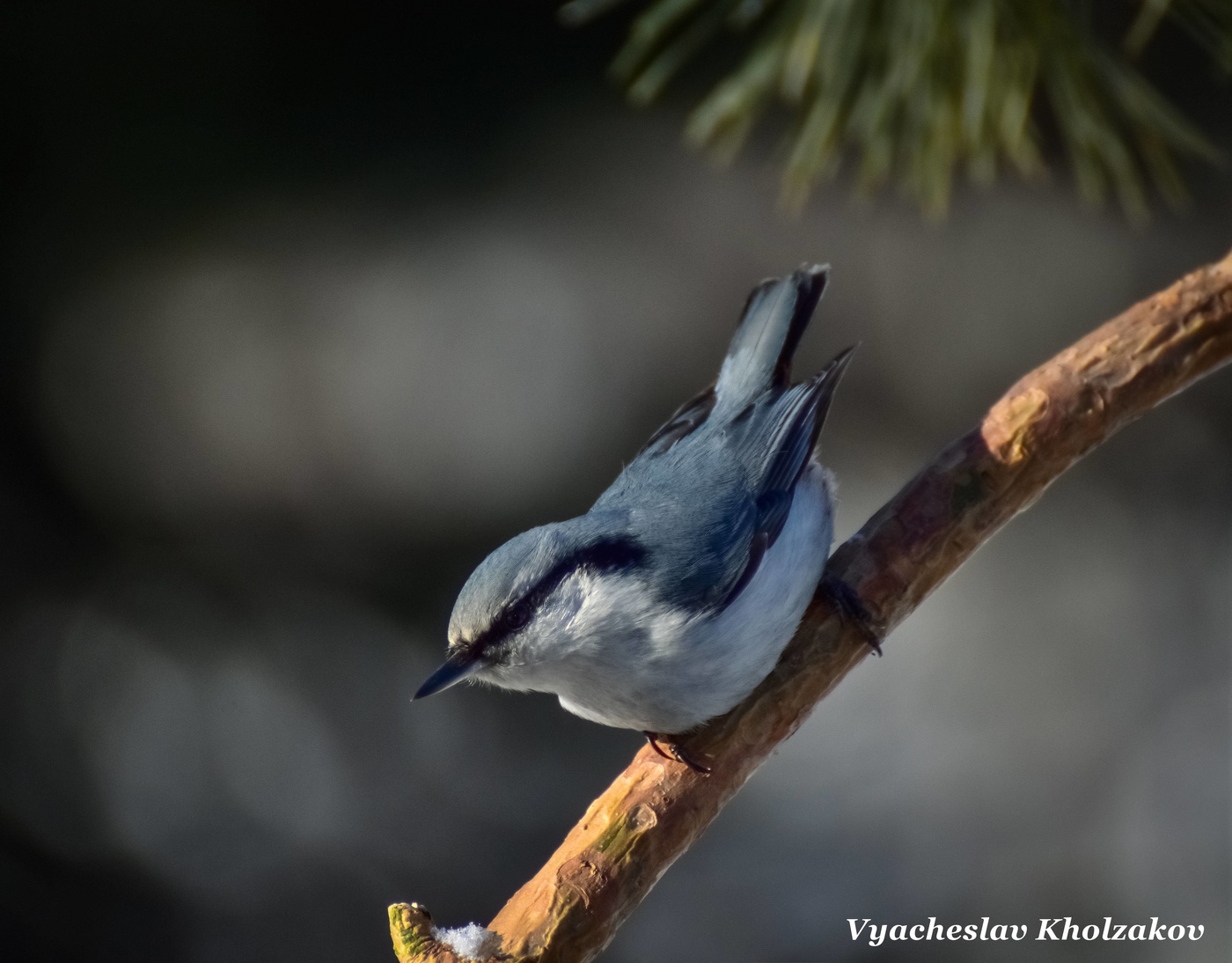 Поползень зимой