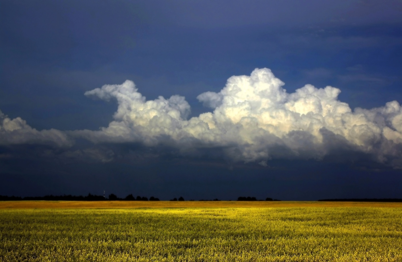 Рапс цветёт.