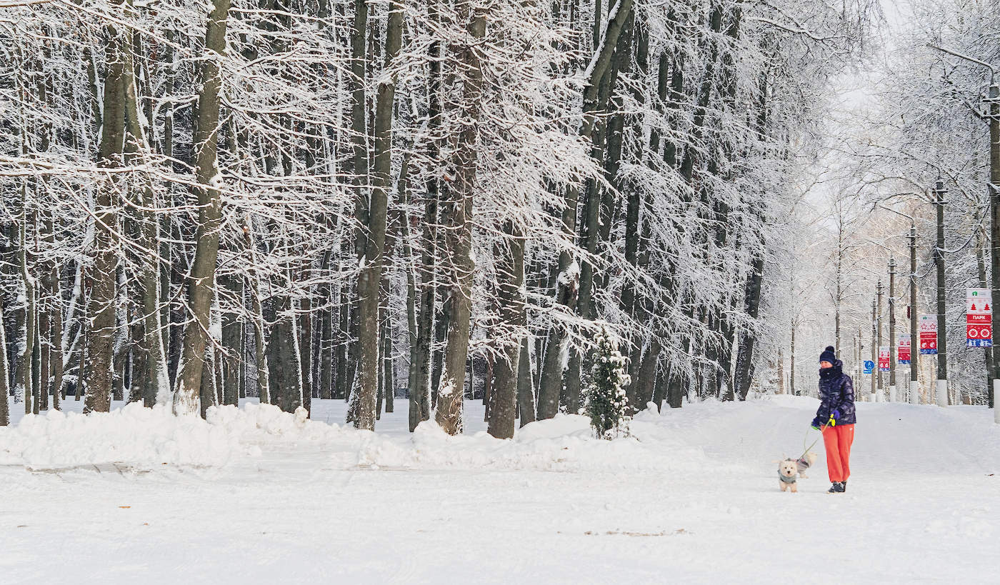 Морозная прогулка
