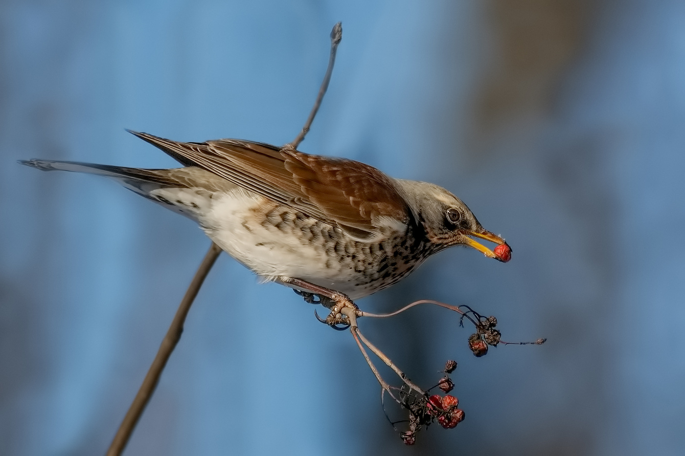 Последние ягоды.