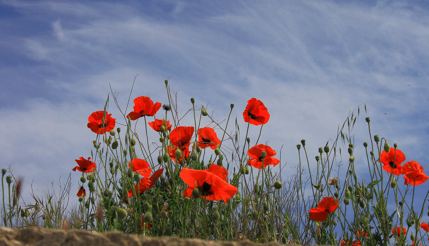 Маки Фиолента
