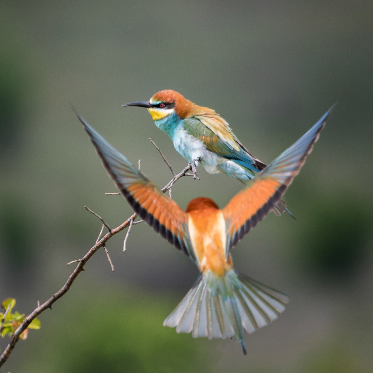 Золотистая щурка