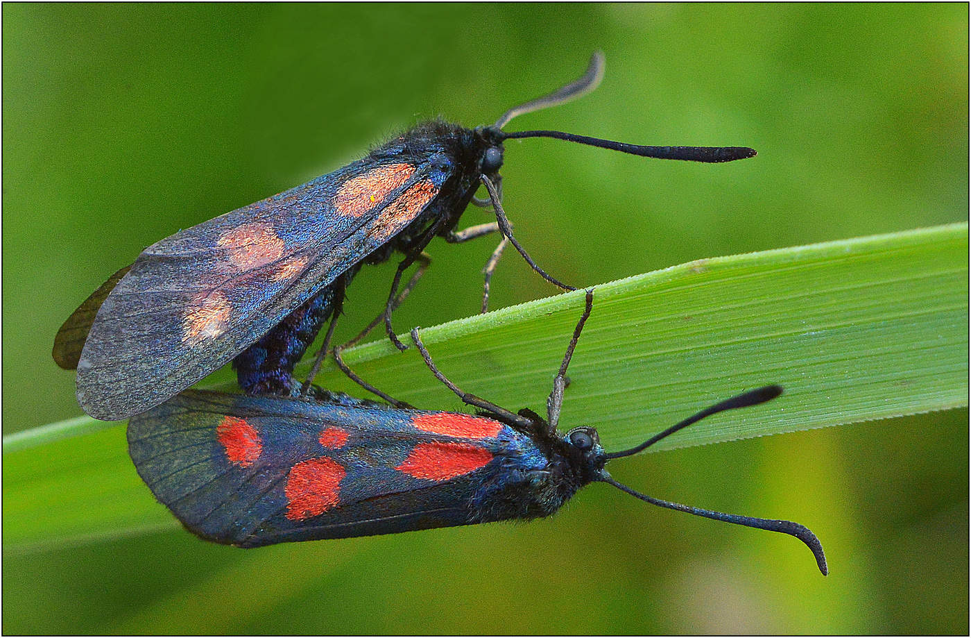 Эти глаза напротив.