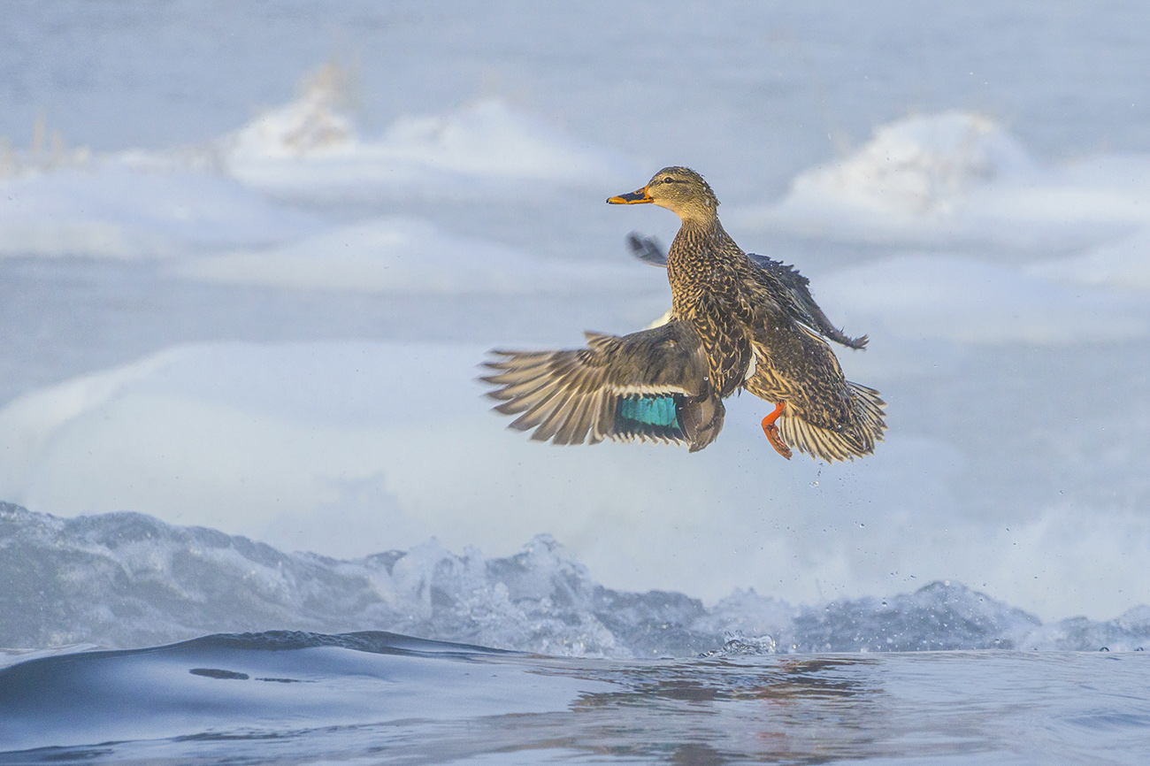 Утушка кряковая