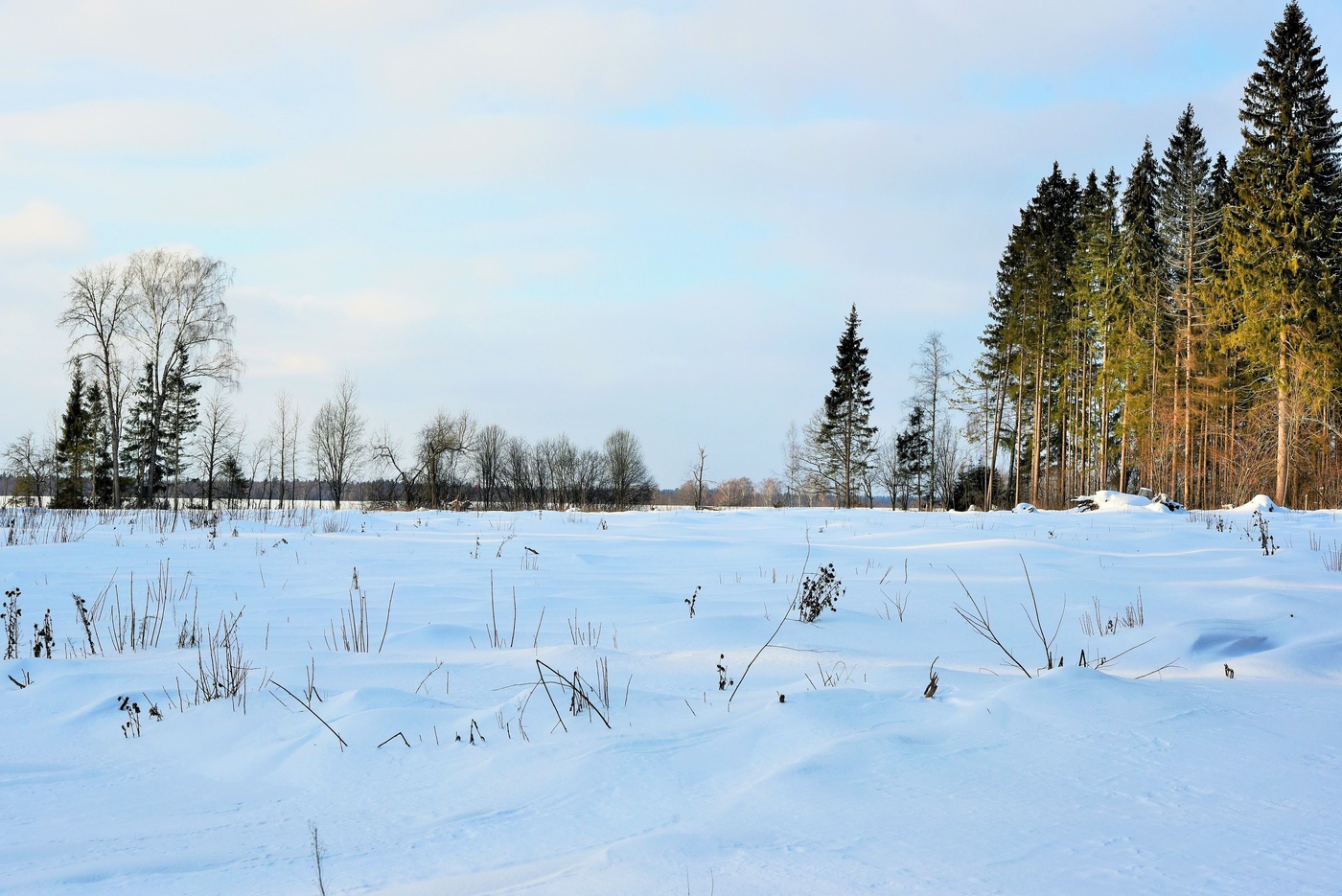 На опушке леса ...