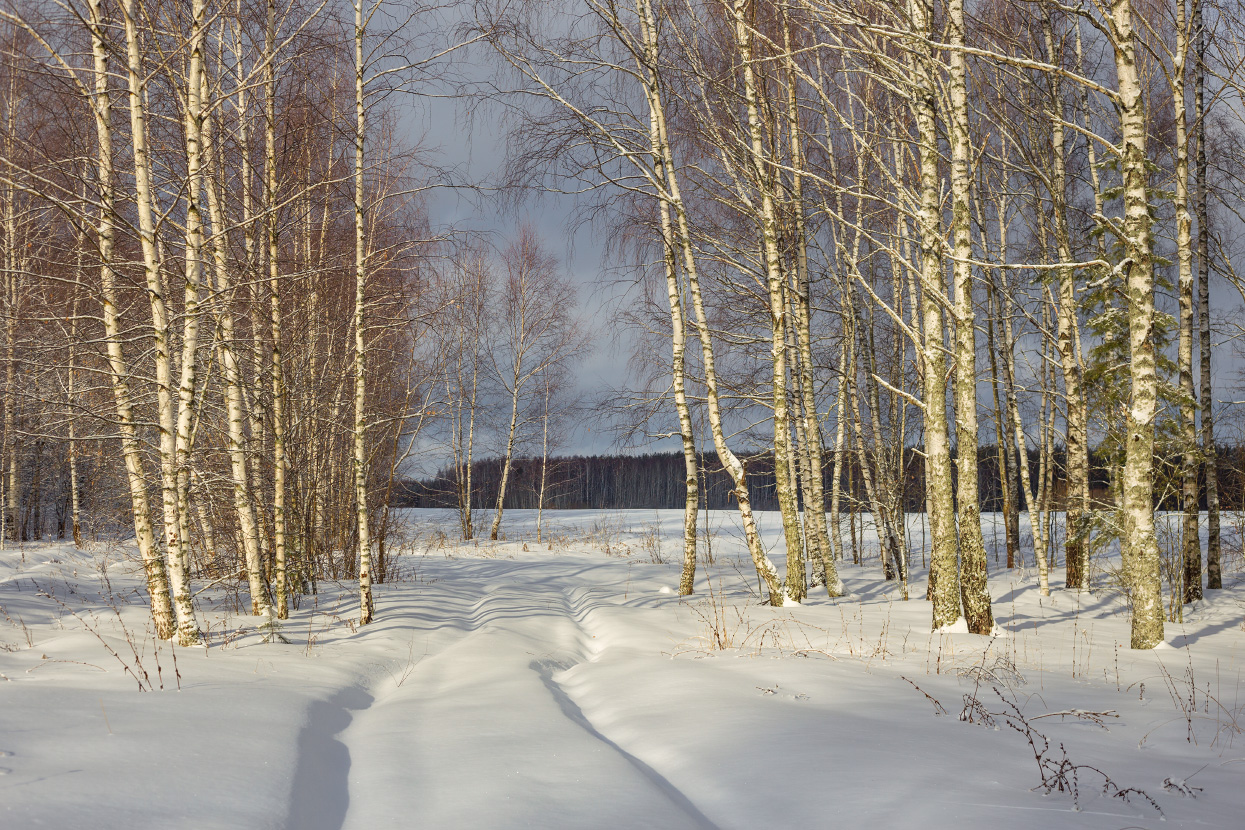 Тихо на опушке