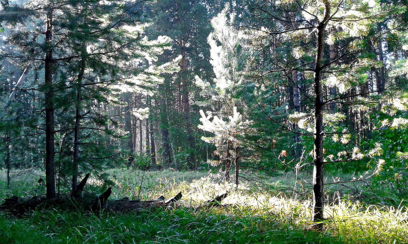 августовское утро в лесу