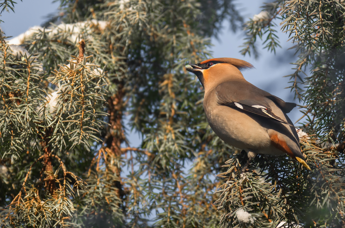 свиристель..