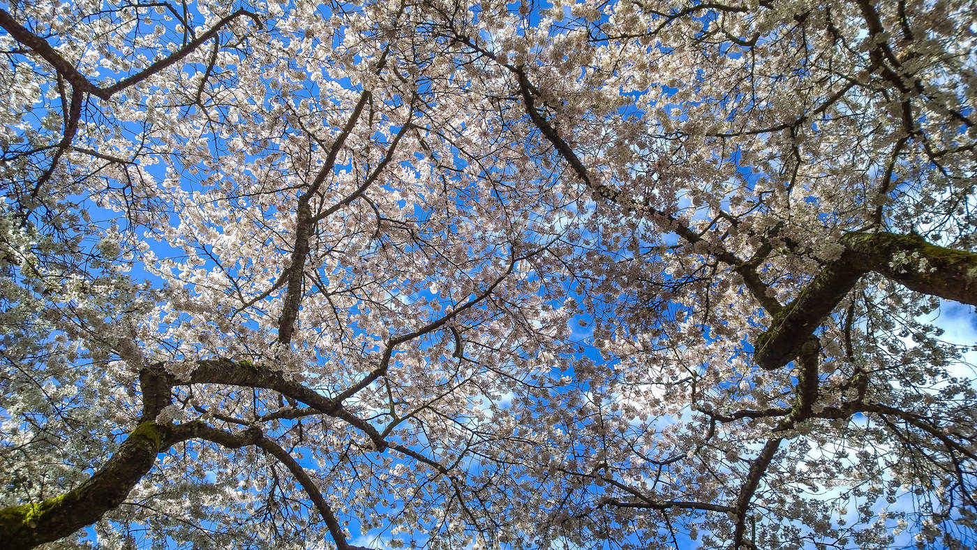 "И вновь весна..."