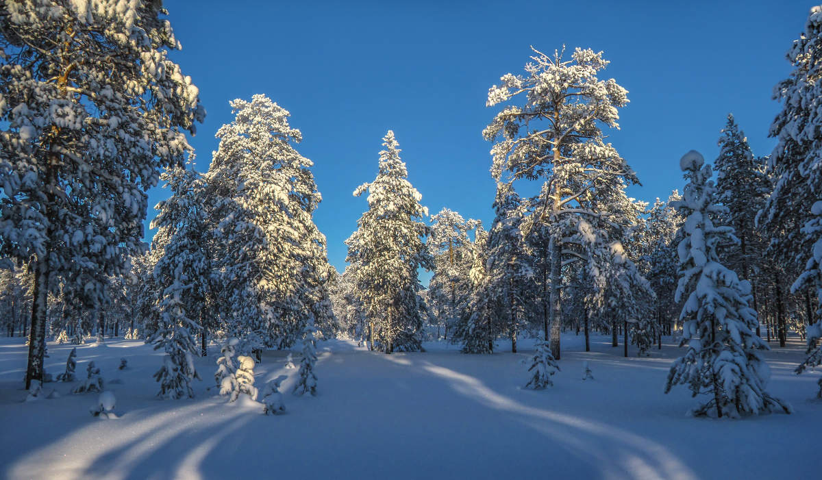 синей тушью на белом листе...