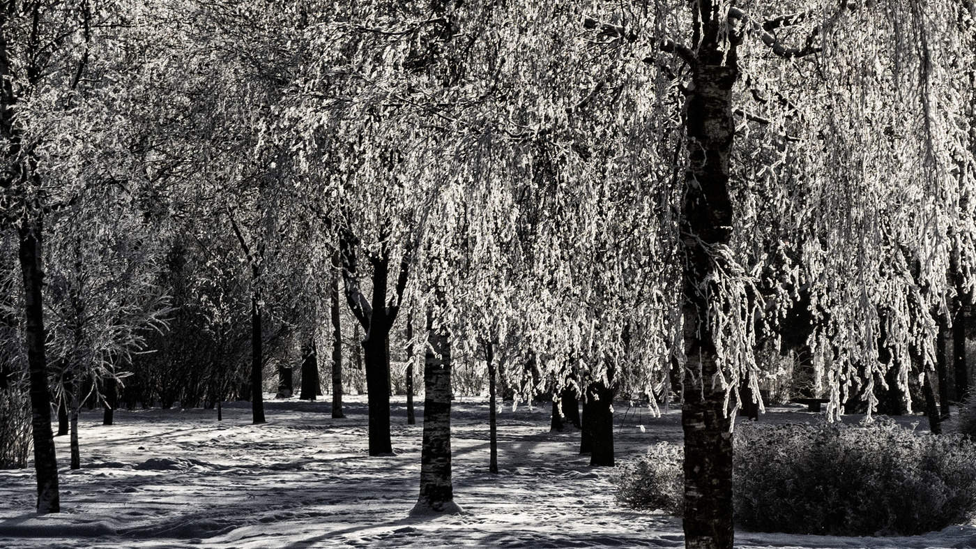 Зимняя флора