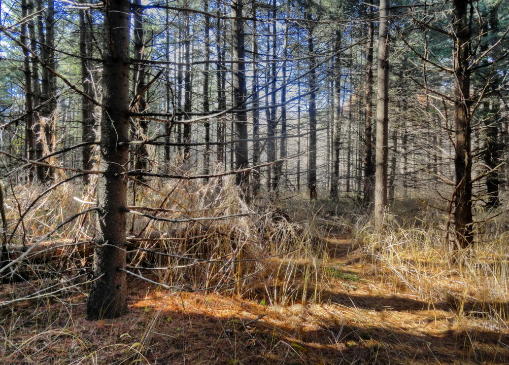 тут грибы не растут