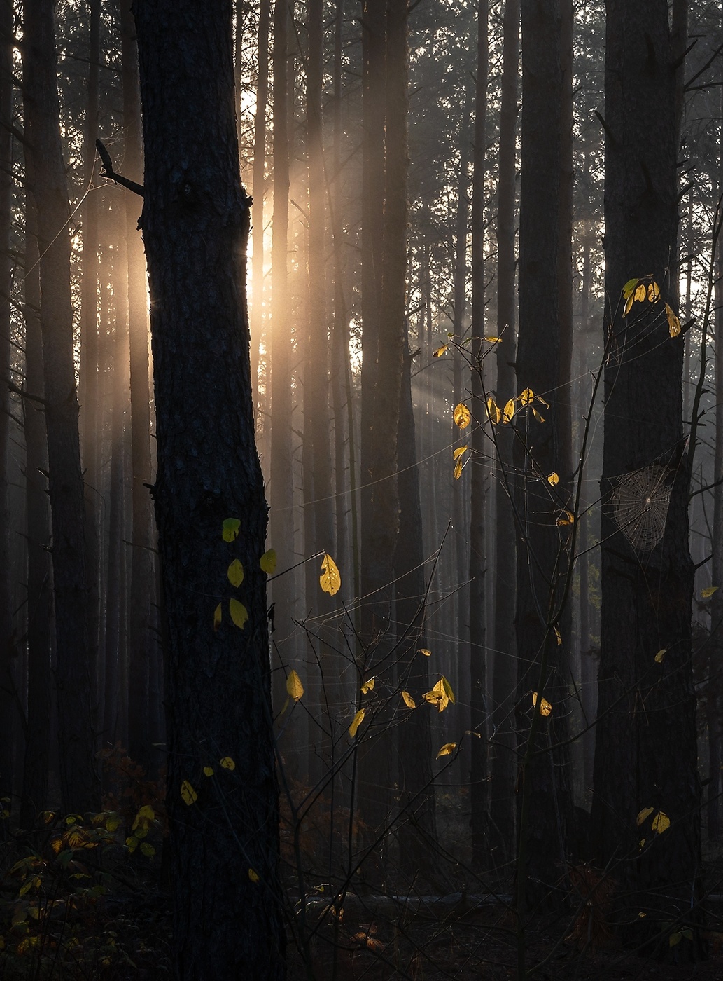 В осеннем лесу