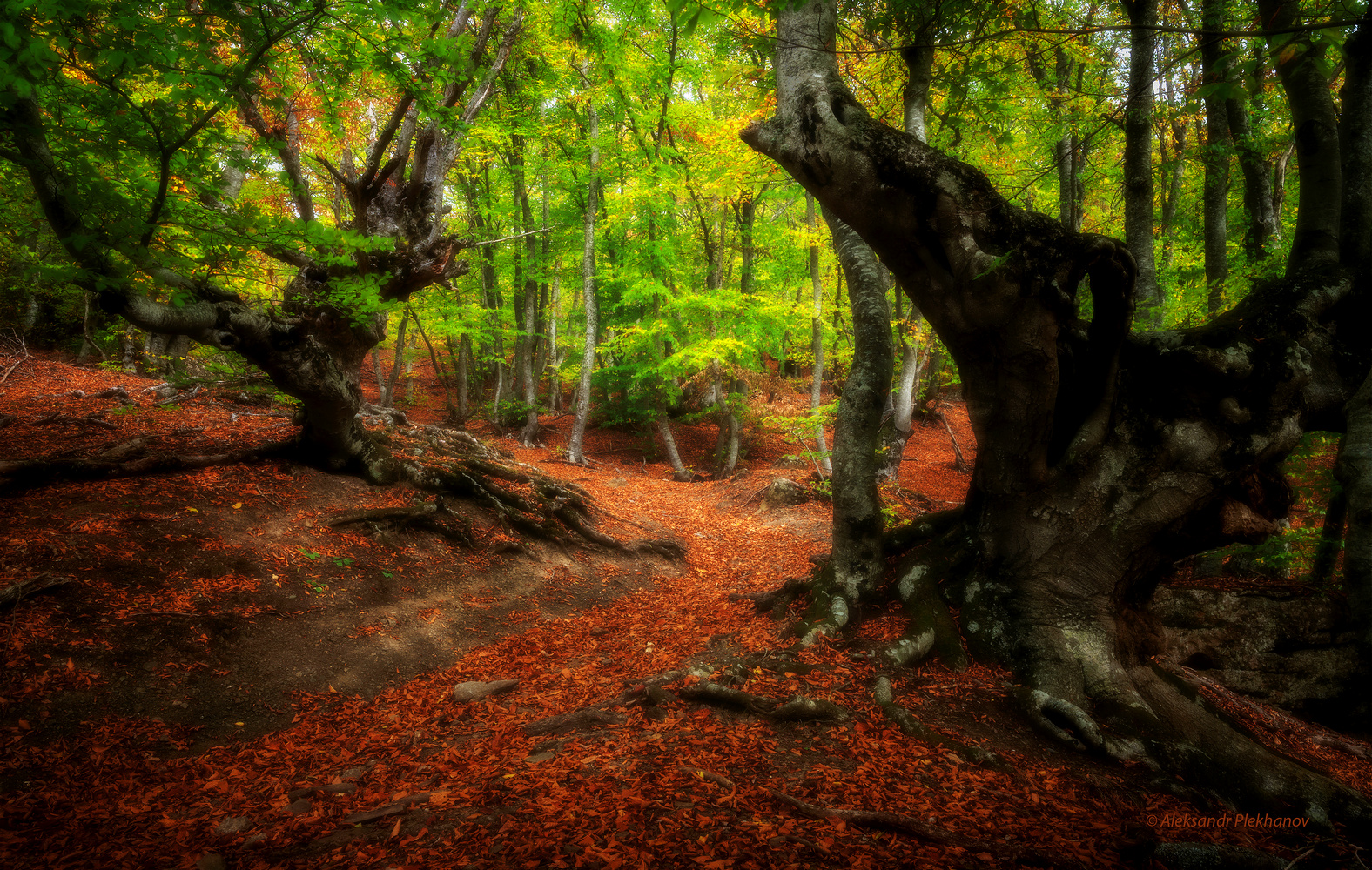 Часовые букового леса