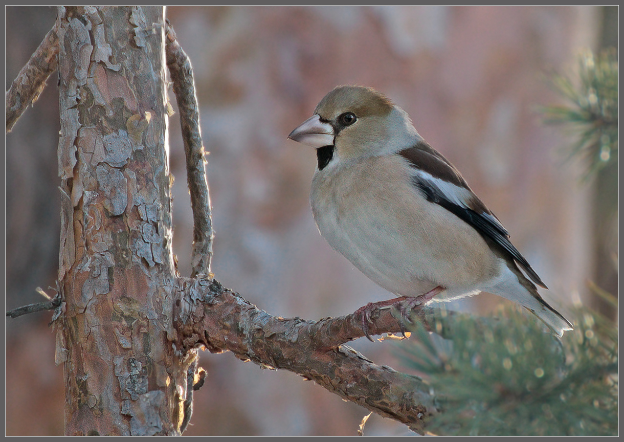 Мадам Дубоносова