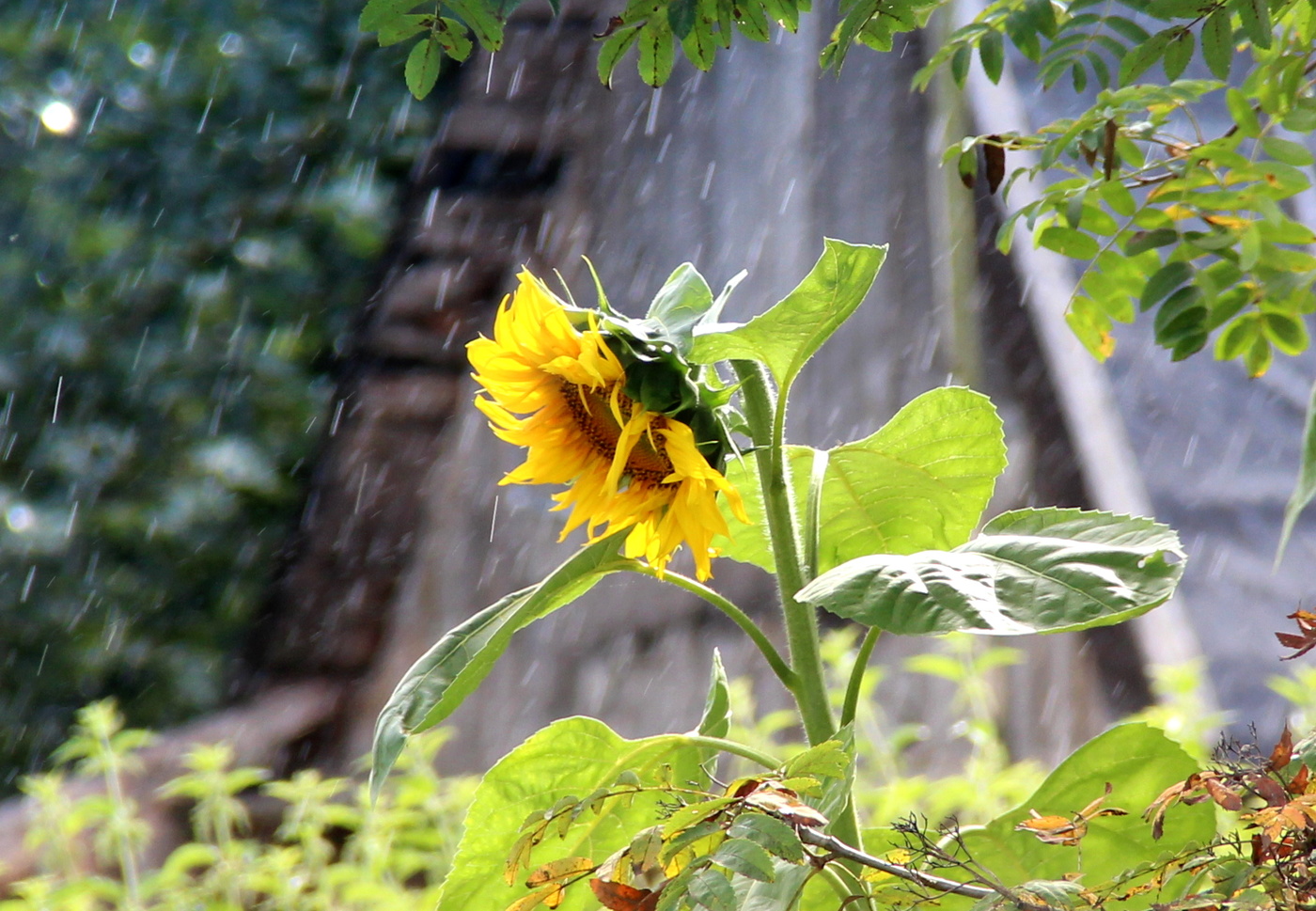 Летний дождь.