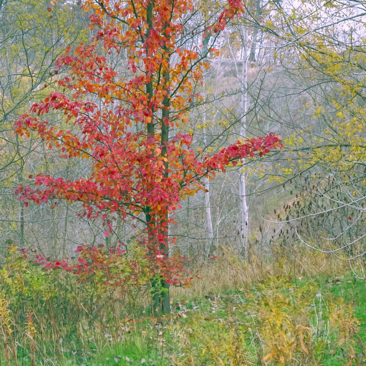 одна в красном