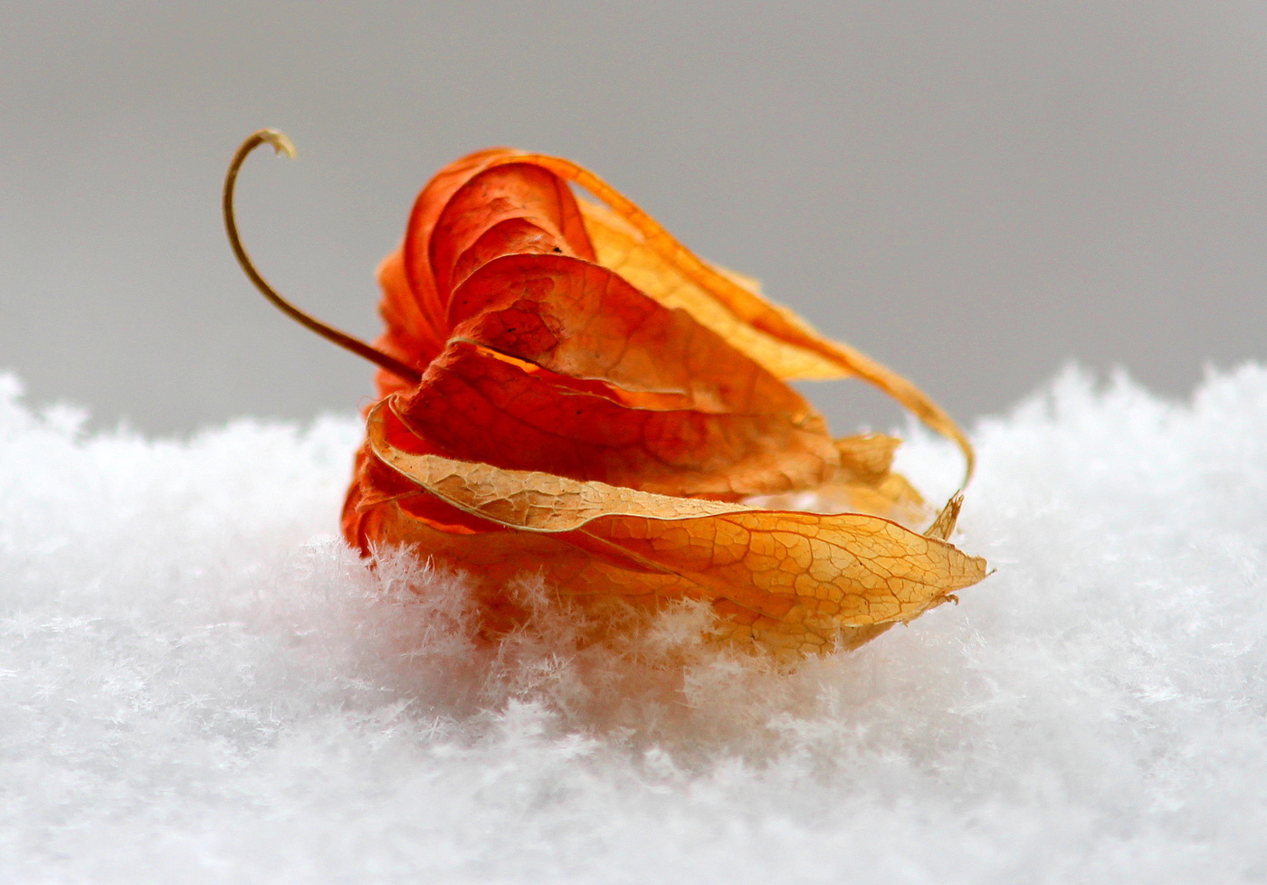 Физалис на снегу!