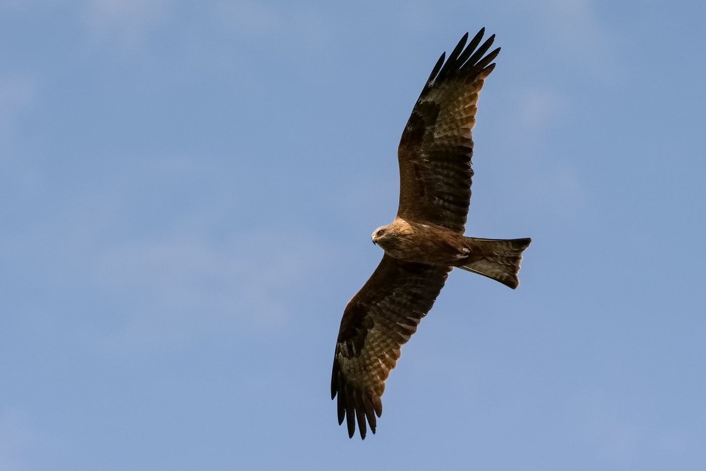 Чёрный коршун.