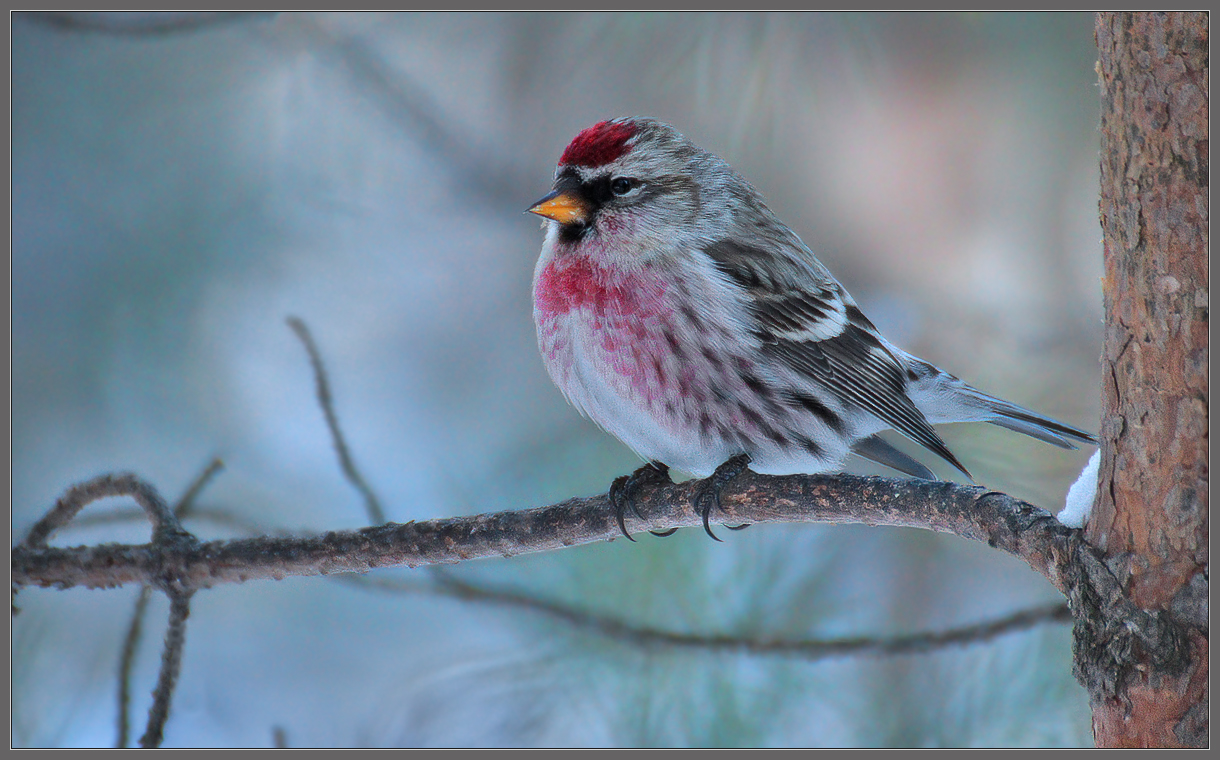 Зимним утром