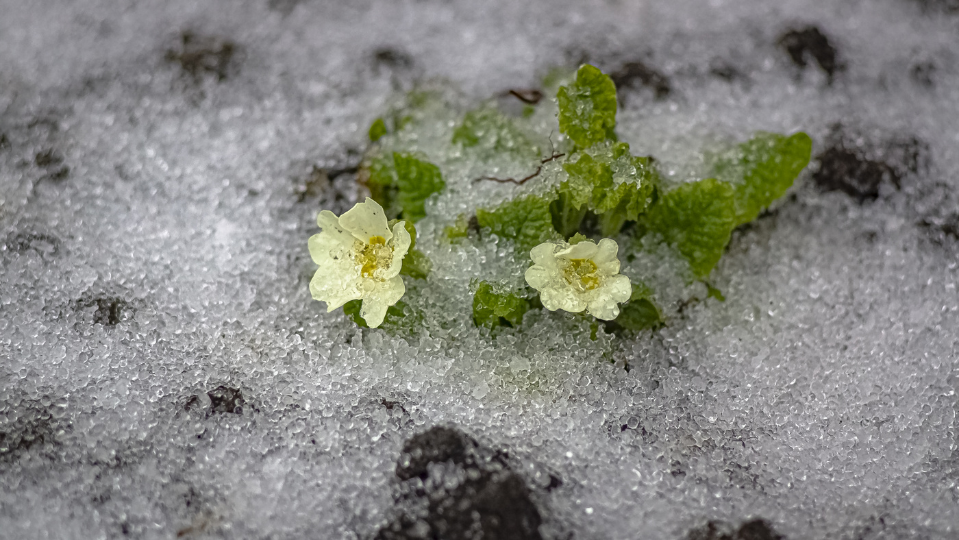 Весна близко