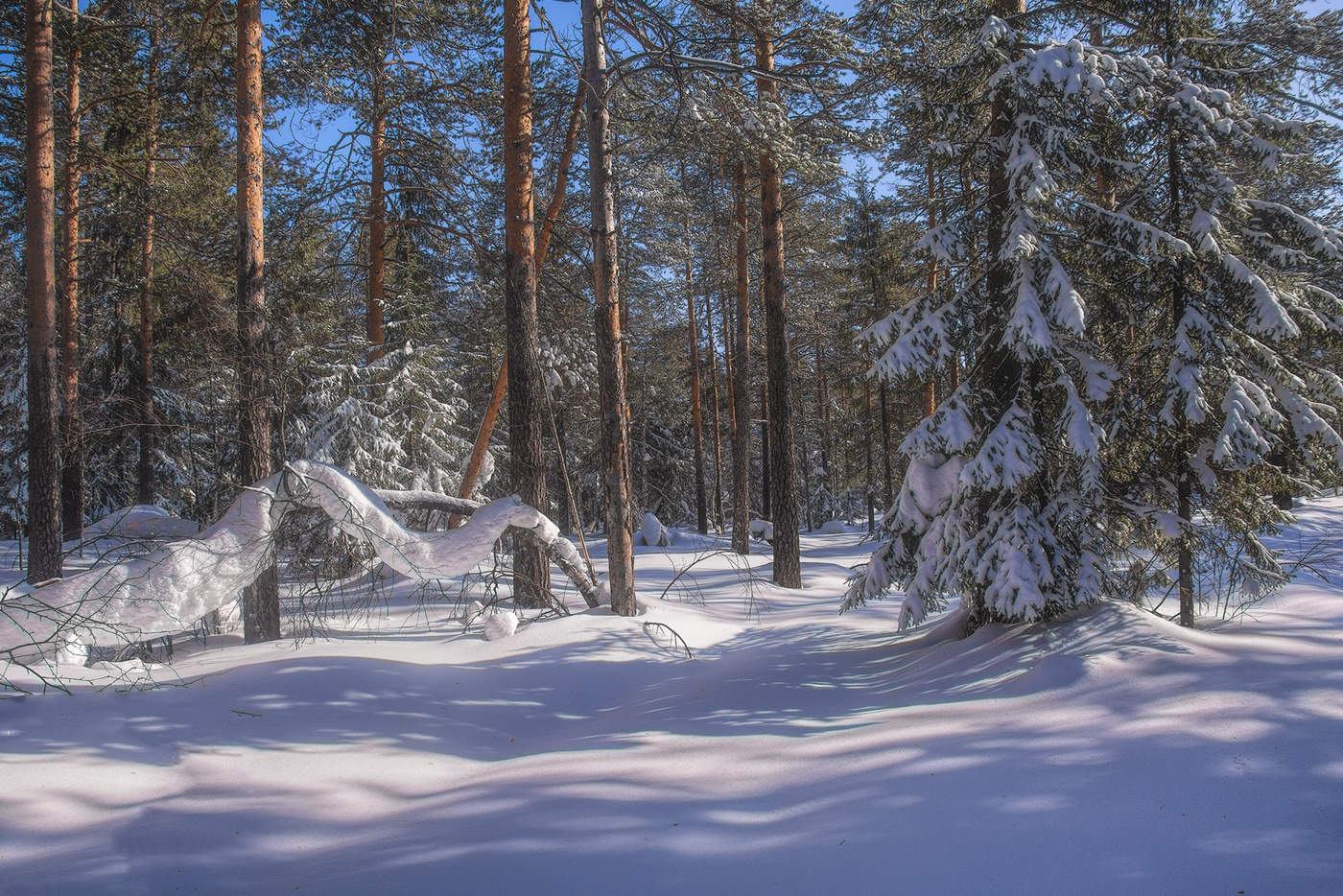 Снежное покрывало