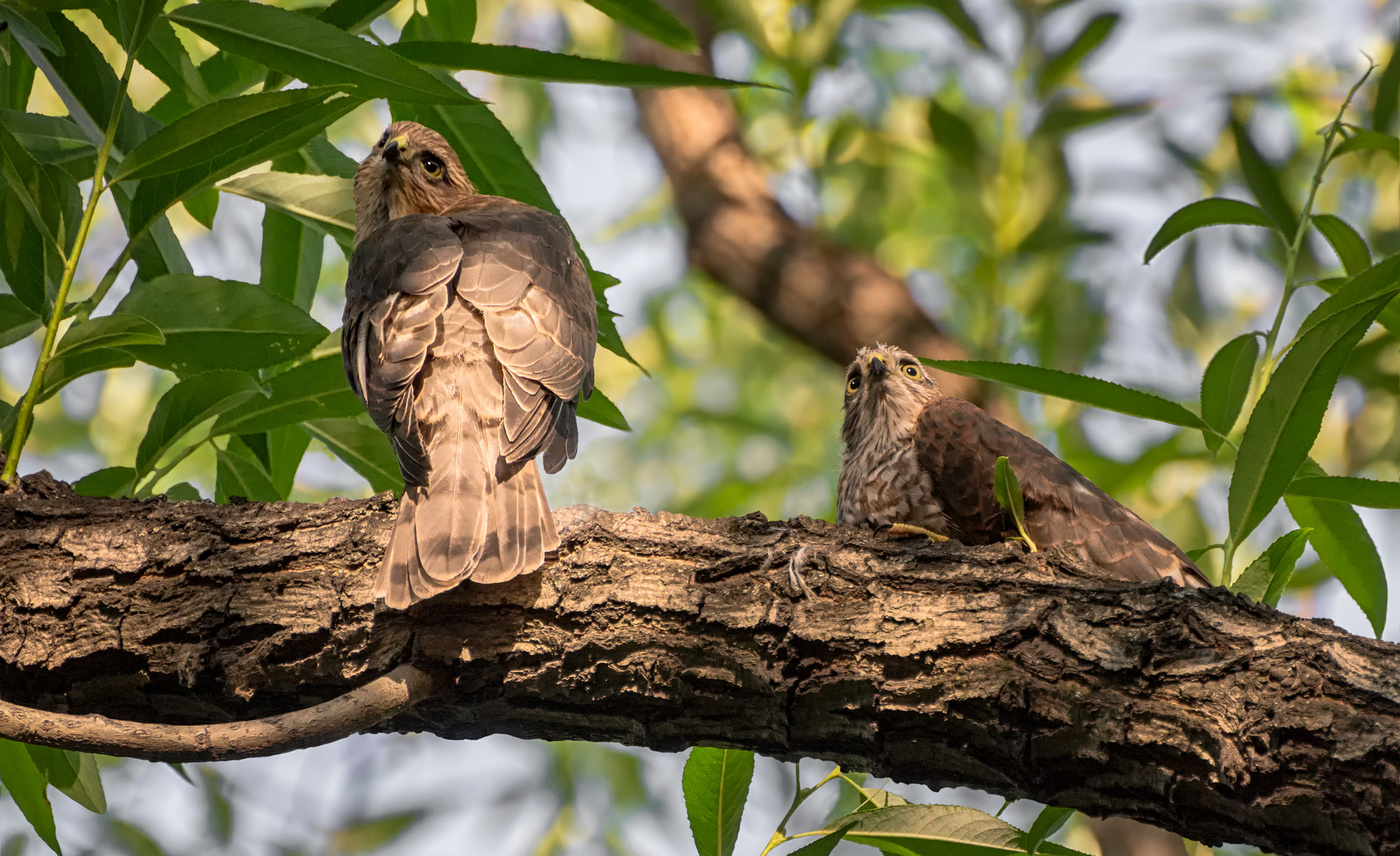 перепелятники..