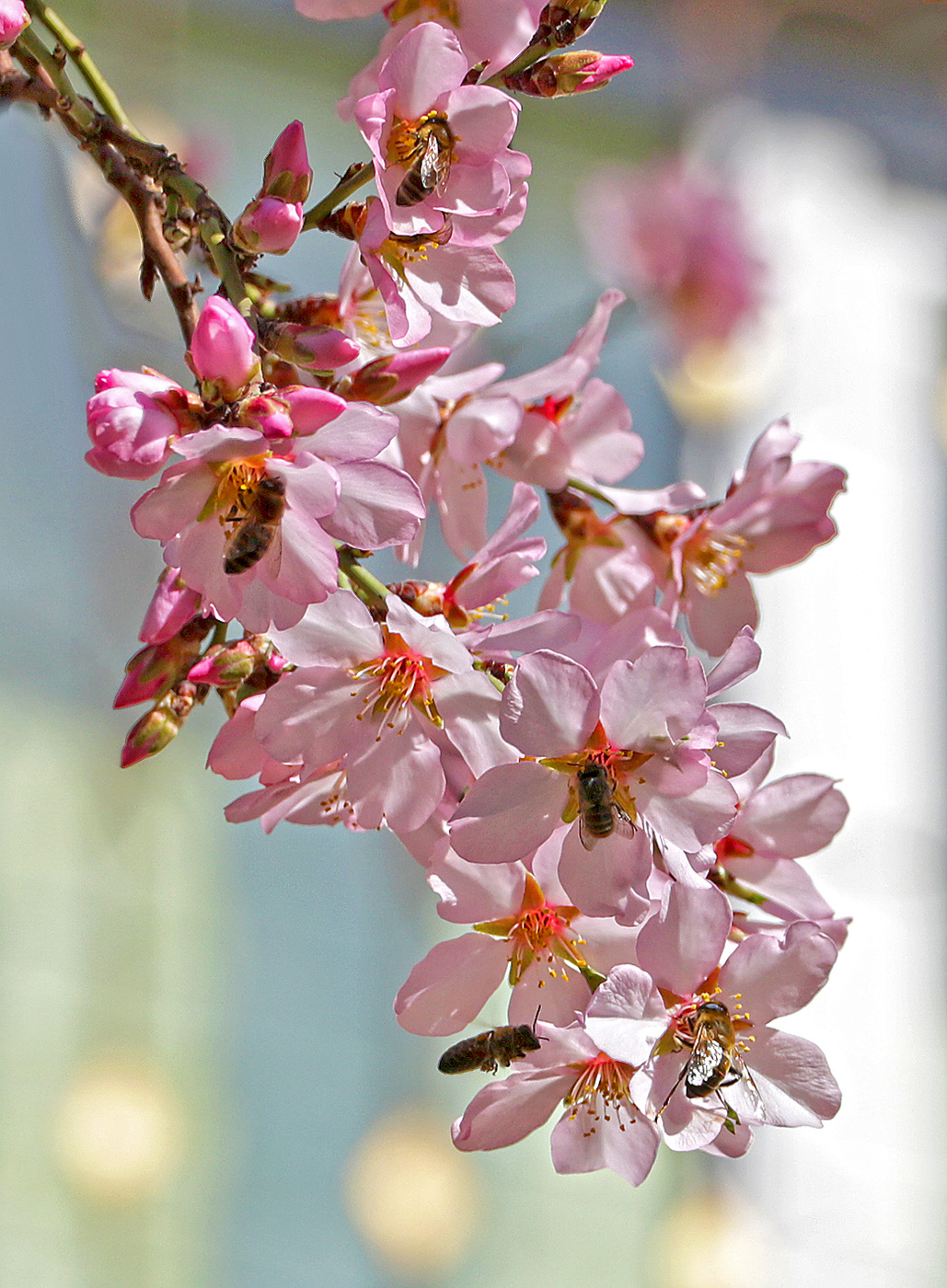 Зацвел миндаль, и пчелки вышли в "поле"...