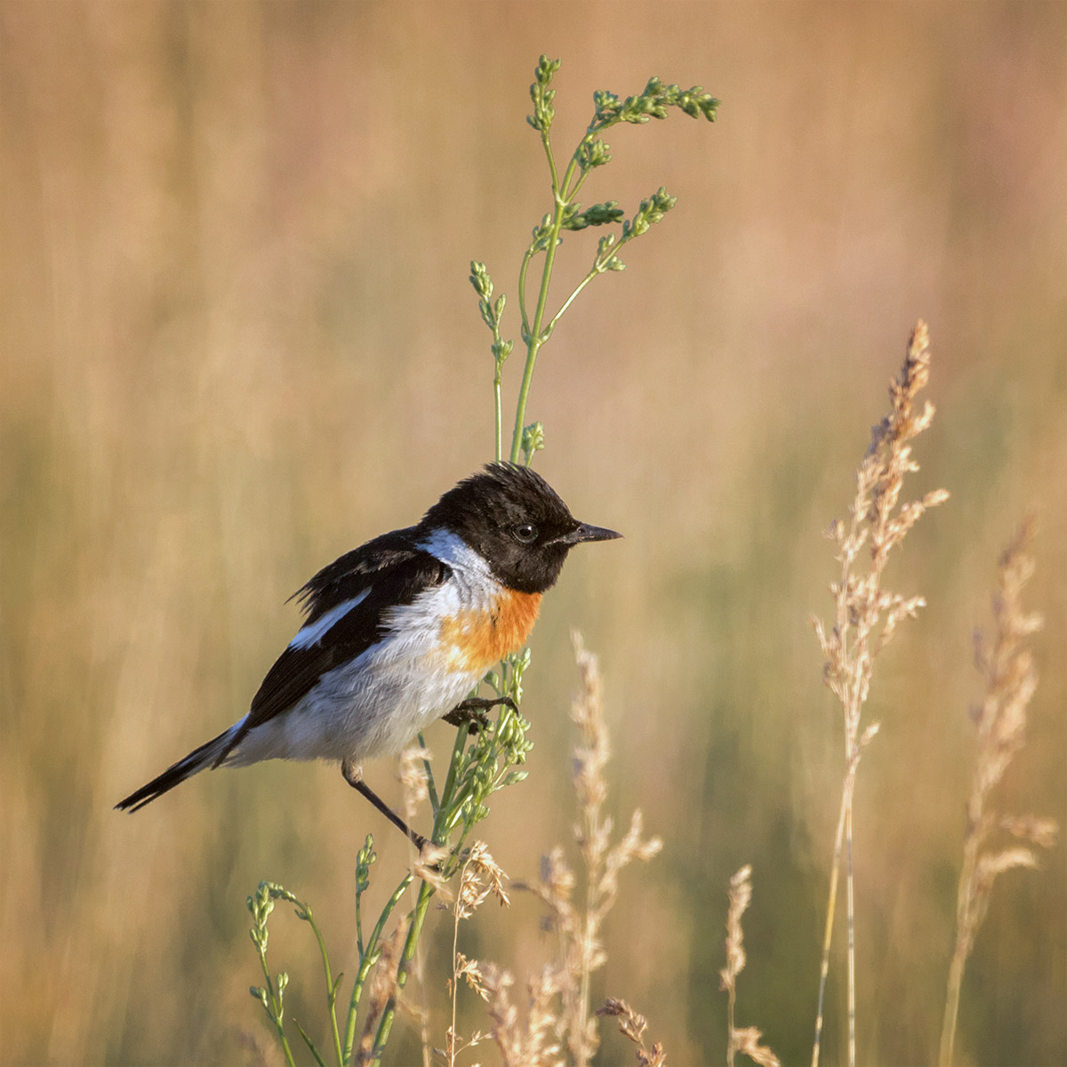 Чекан черноголовый