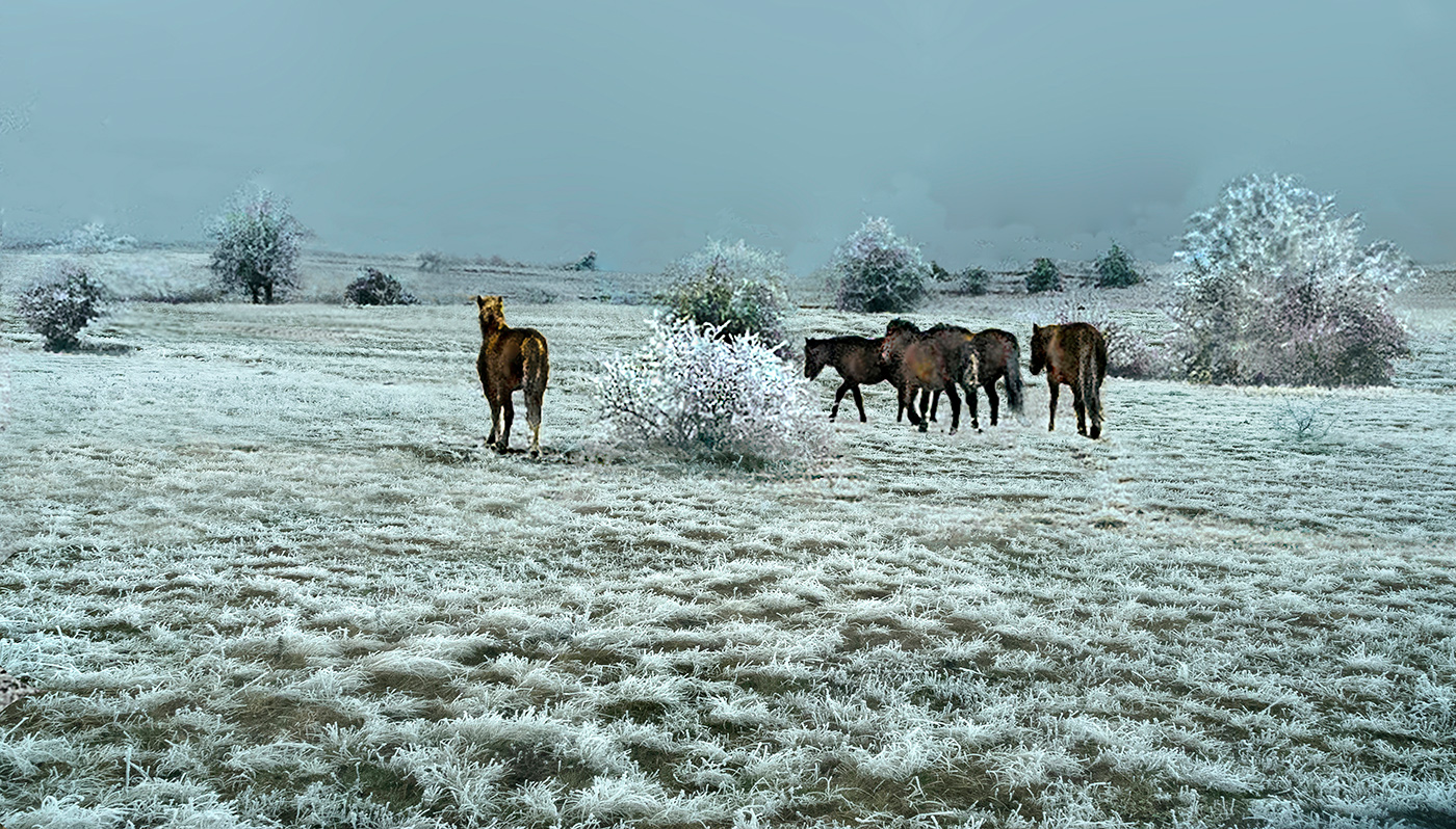 Холодно лошадкам