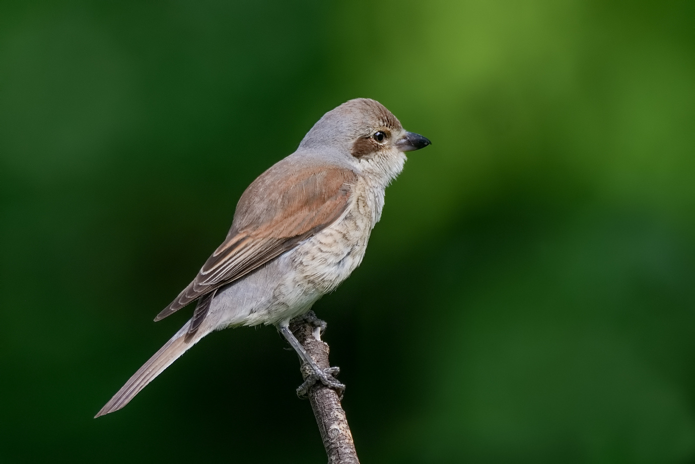 Жулан сорокопут.