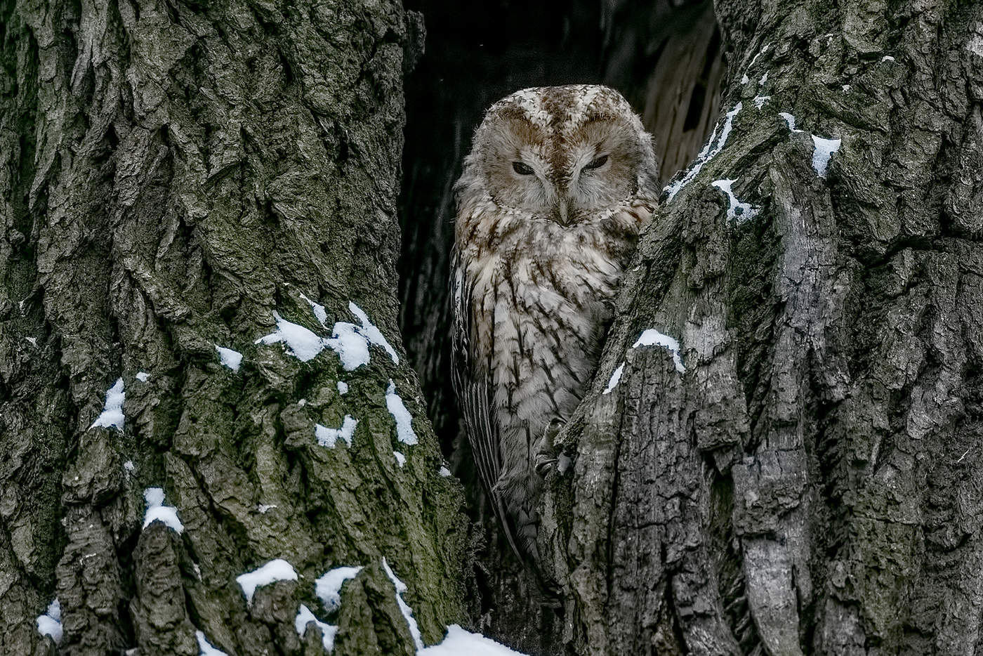 Неясыть серая.