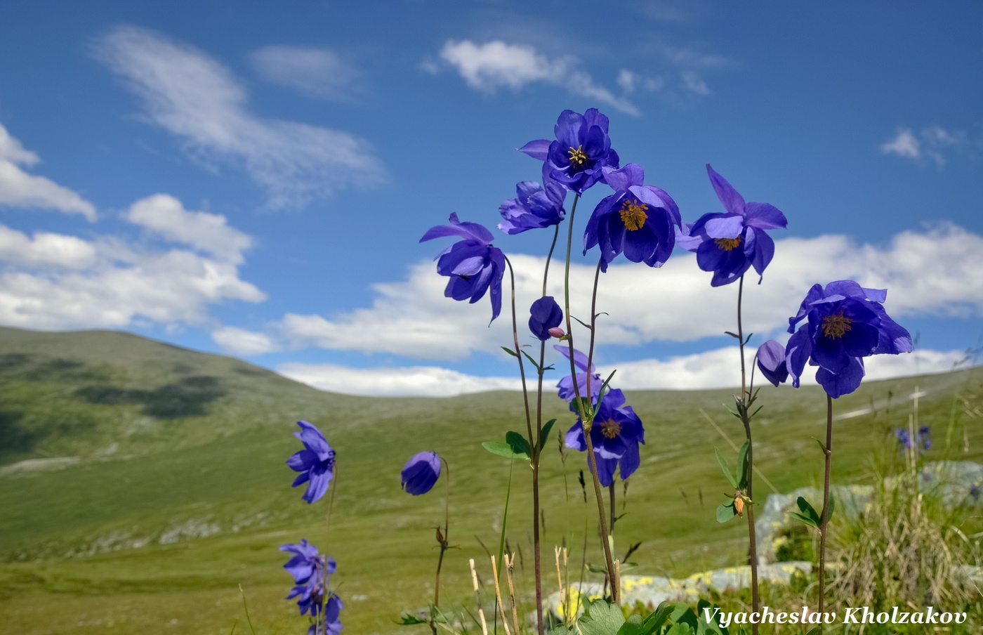 Аквилегии Алтай