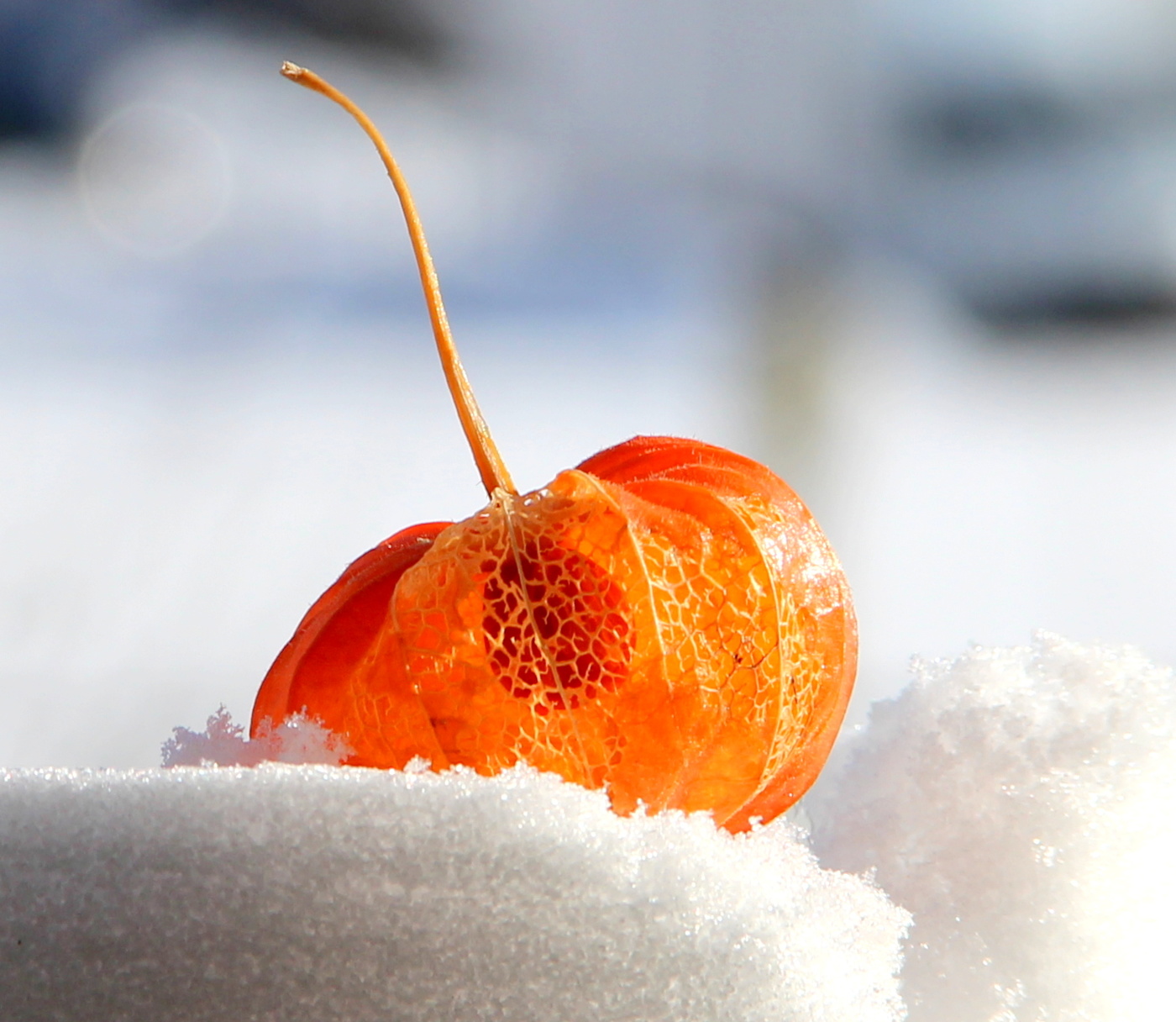 Физалис на снегу!