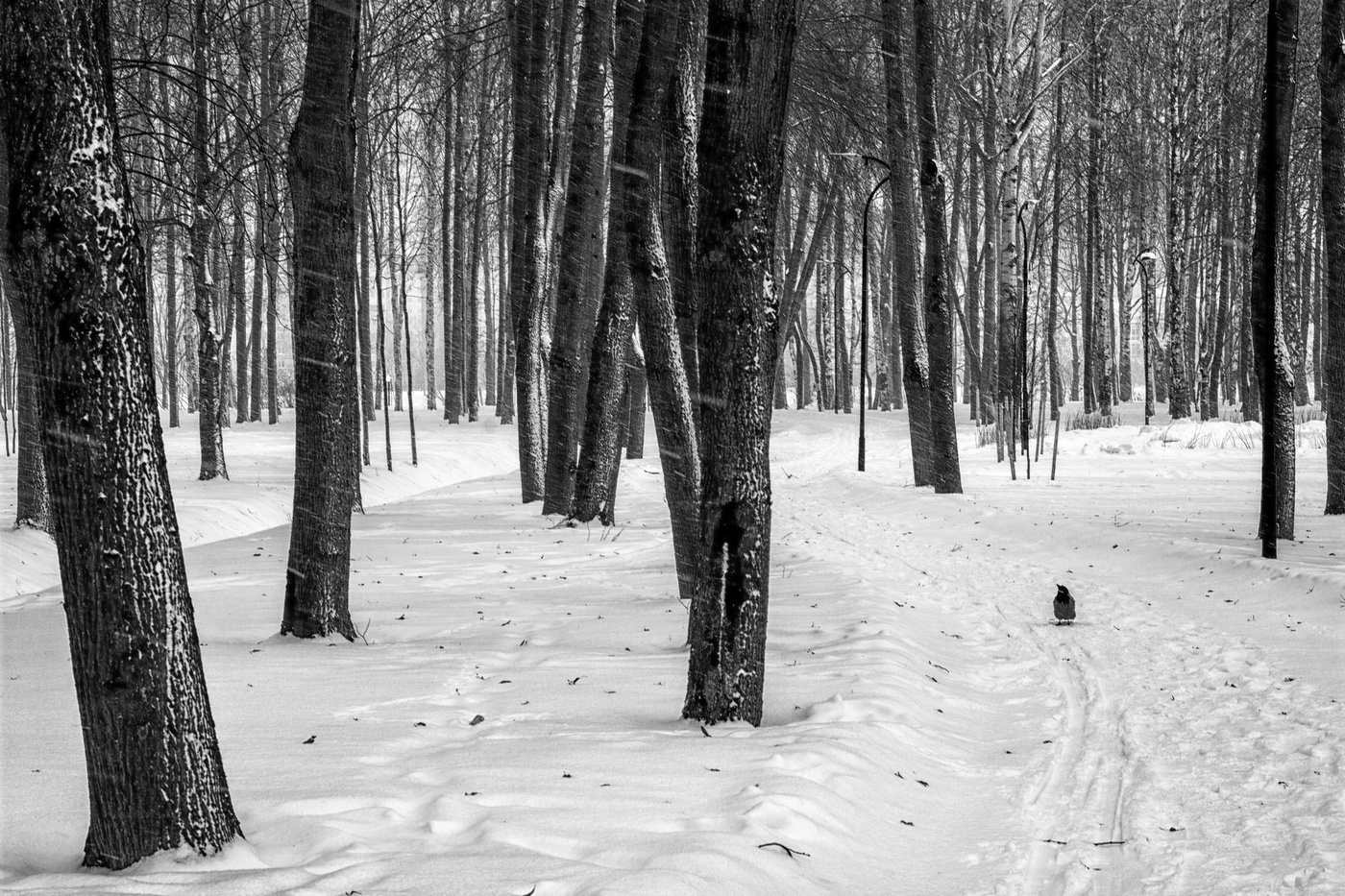 До сыра куска прибытия