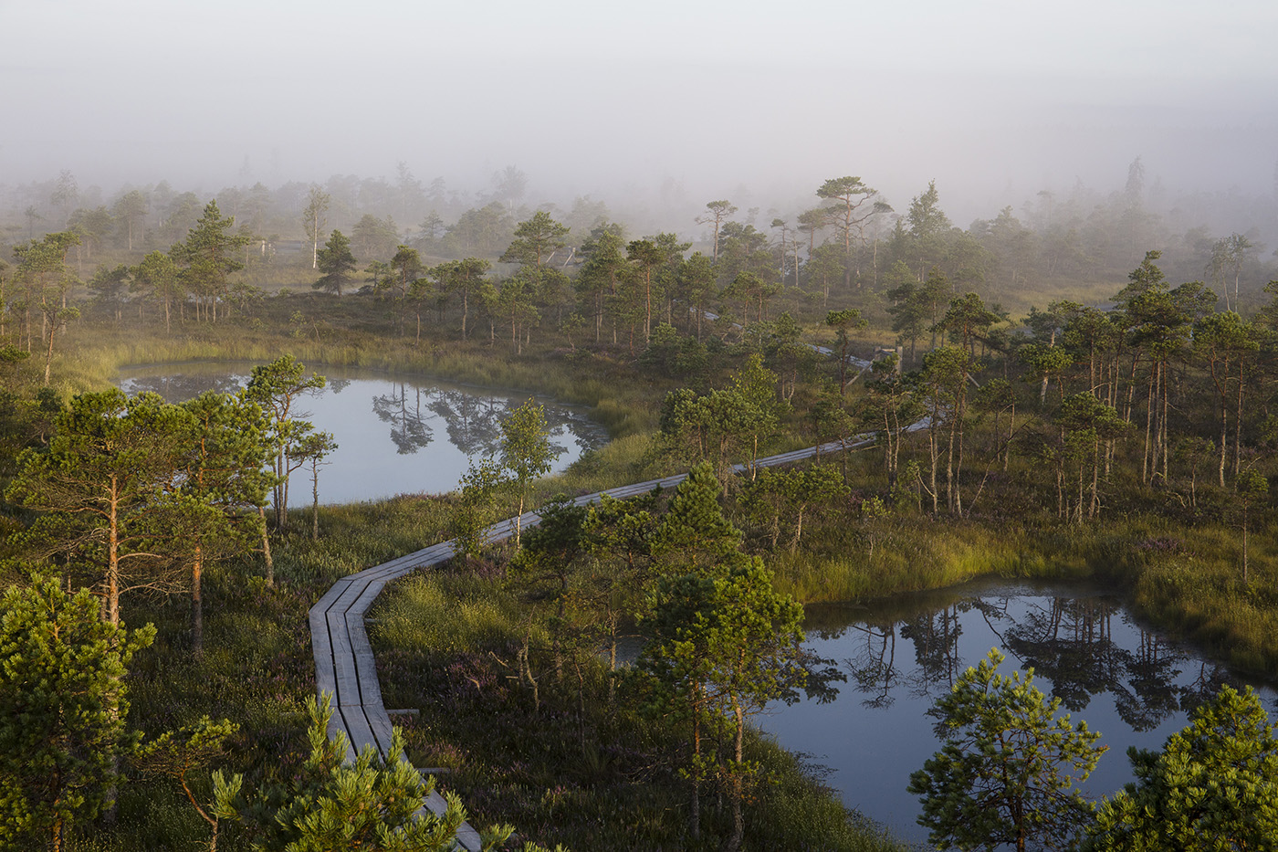 Прогулка в тумане