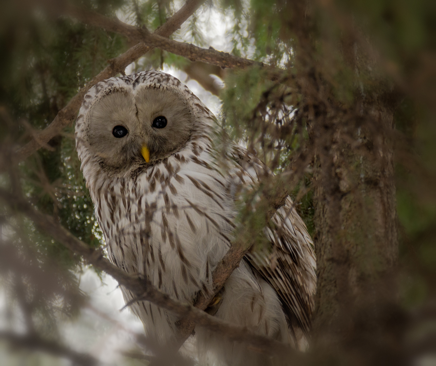 длиннохвостая неясыть..