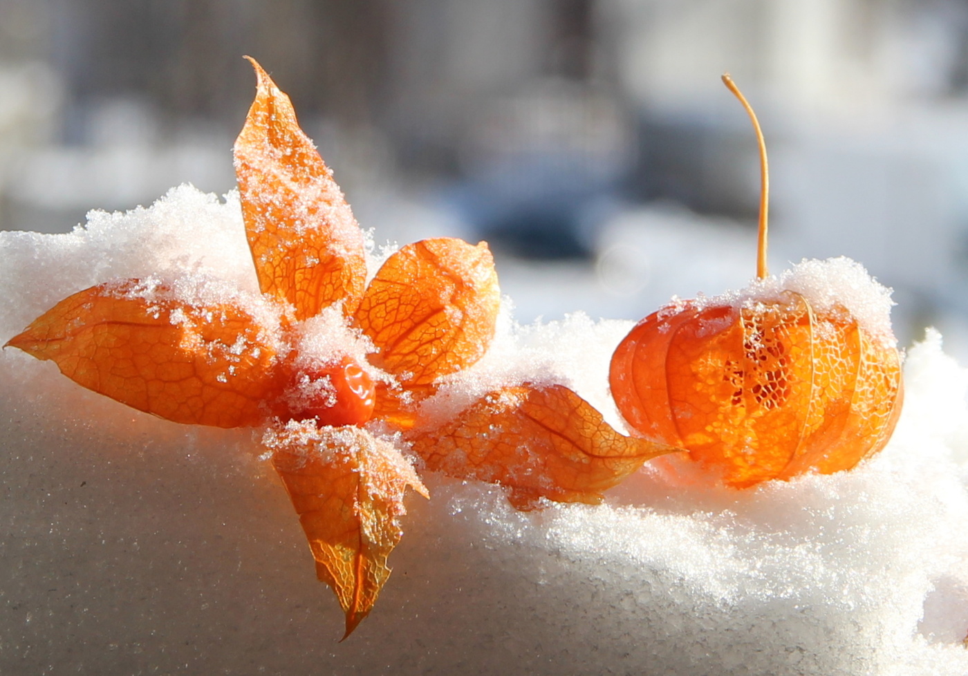 Цветы на снегу.