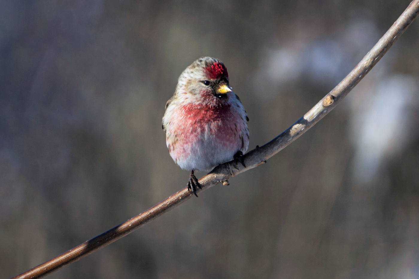 Чечетка обыкновенная