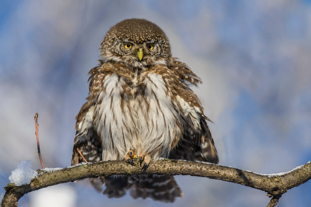 Надулся как сыч.
