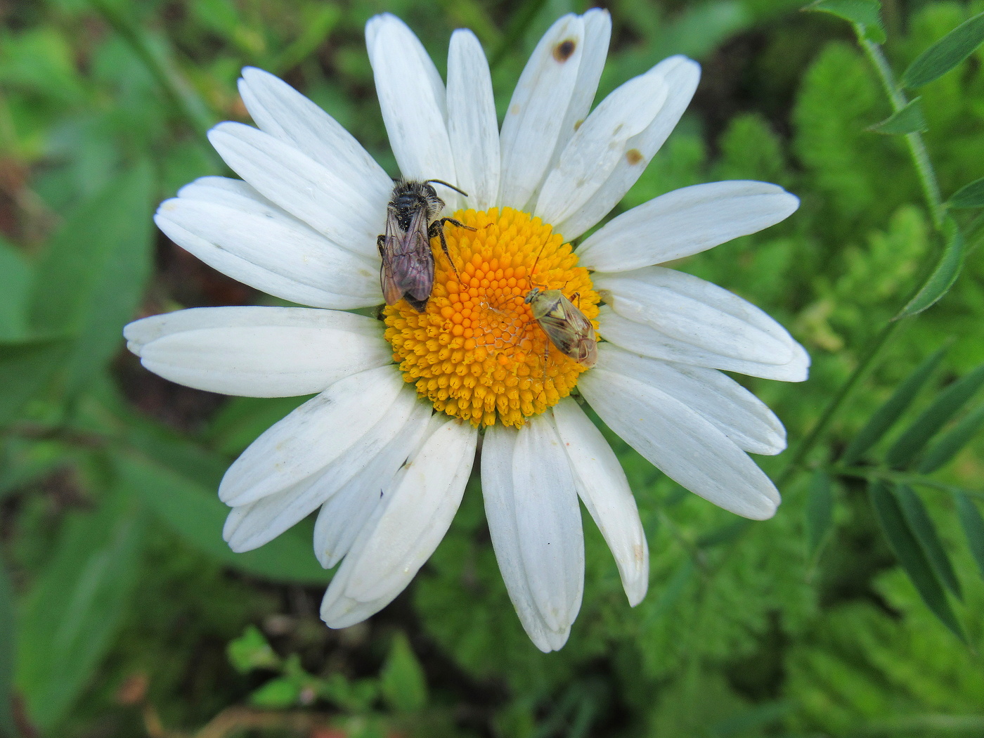 Клопик с пчёлкой