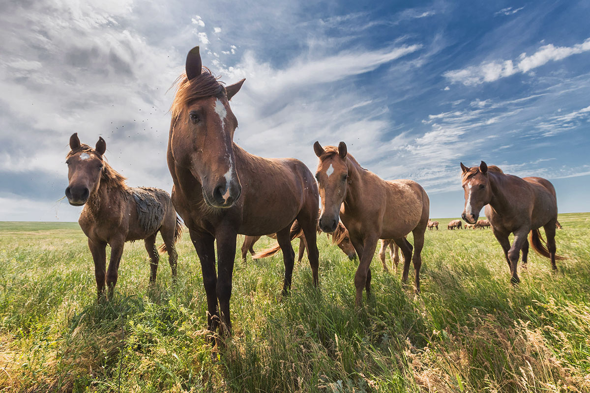 Любопытство