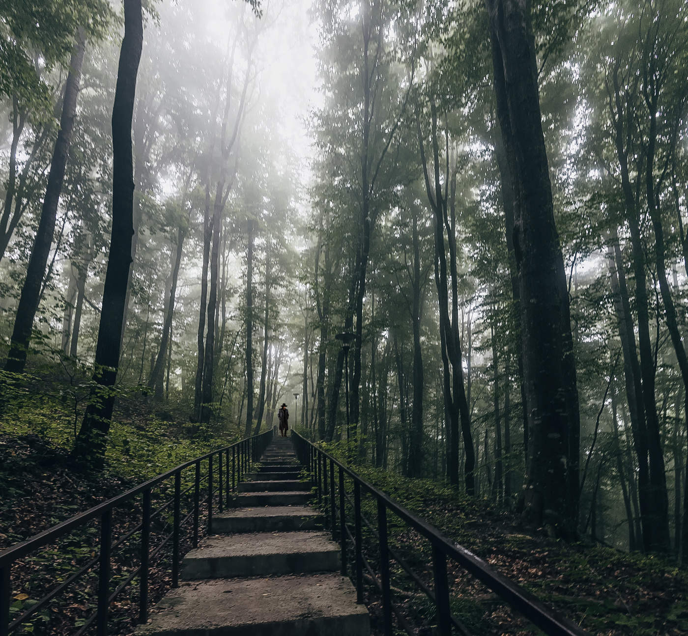 сумрачный лес