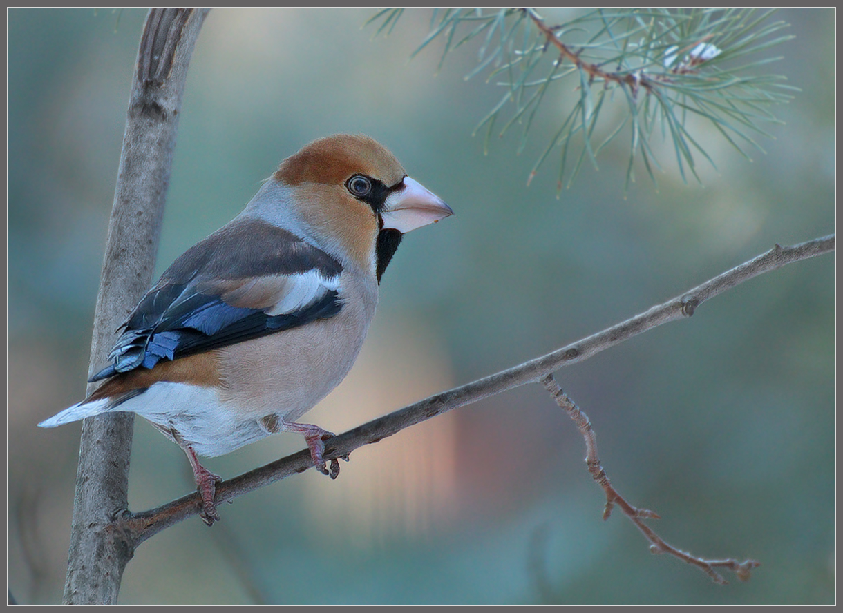 В февральский полдень